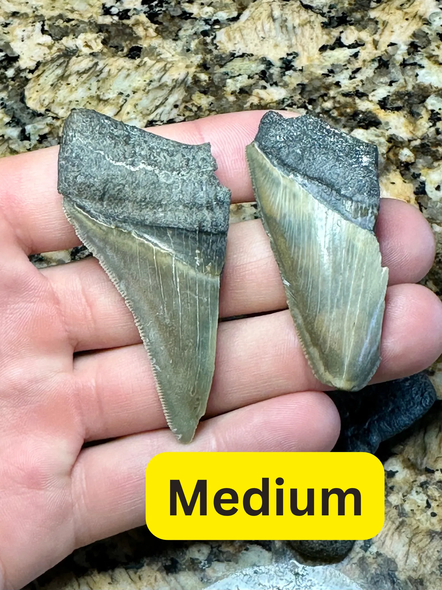Broken Megalodon Shark Fossil
