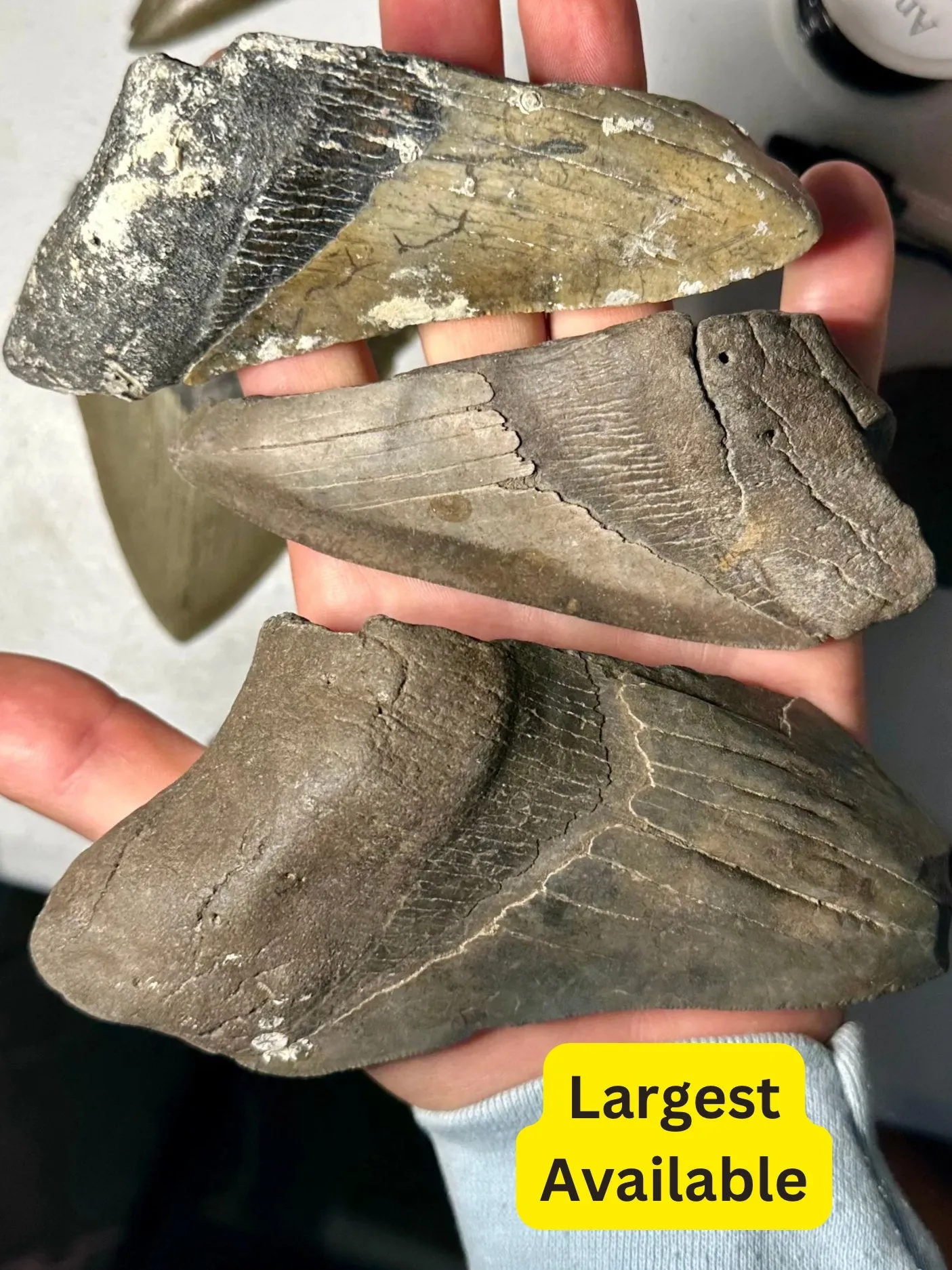 Broken Megalodon Shark Fossil