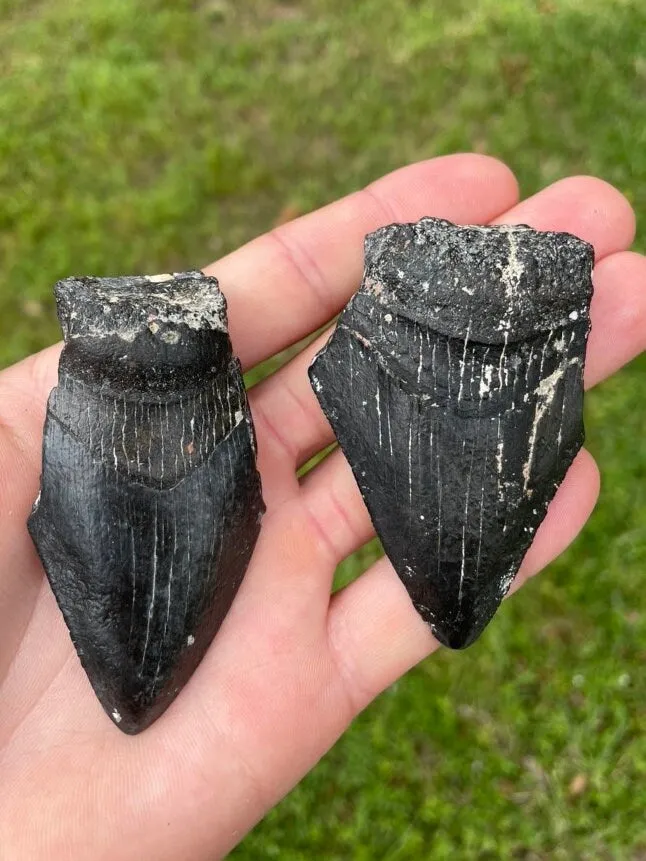 Broken Megalodon Shark Fossil