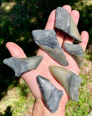 Broken Megalodon Shark Fossil