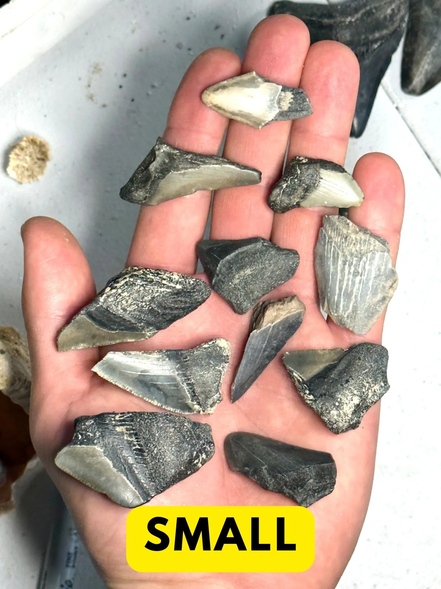 Broken Megalodon Shark Fossil