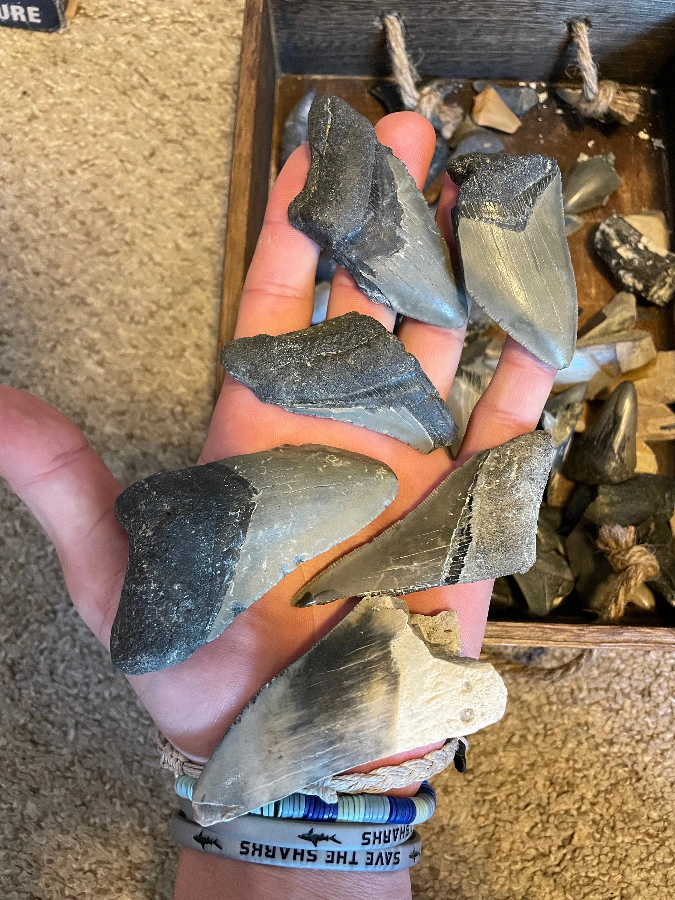 Broken Megalodon Shark Fossil