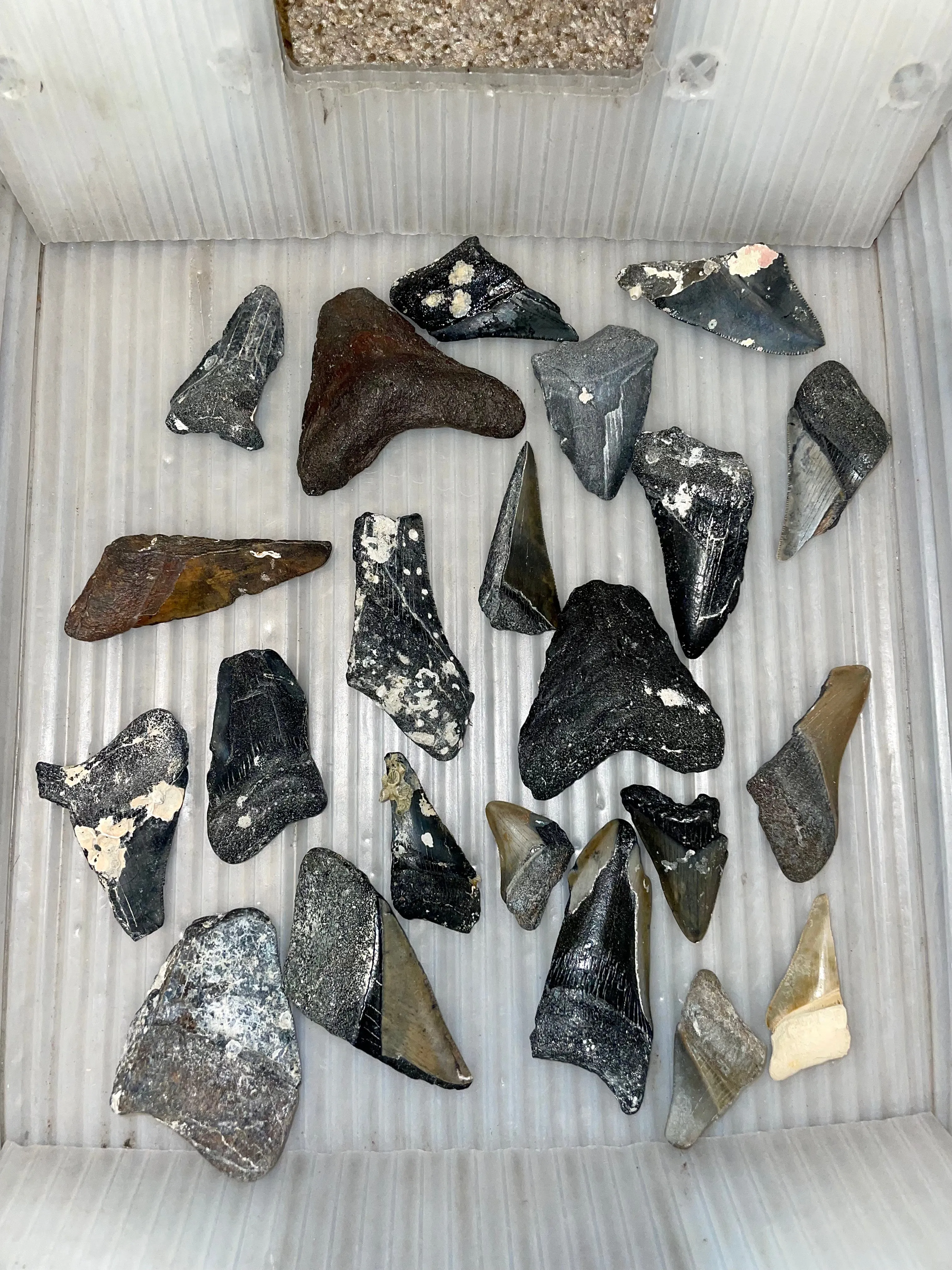 Broken Megalodon Shark Fossil