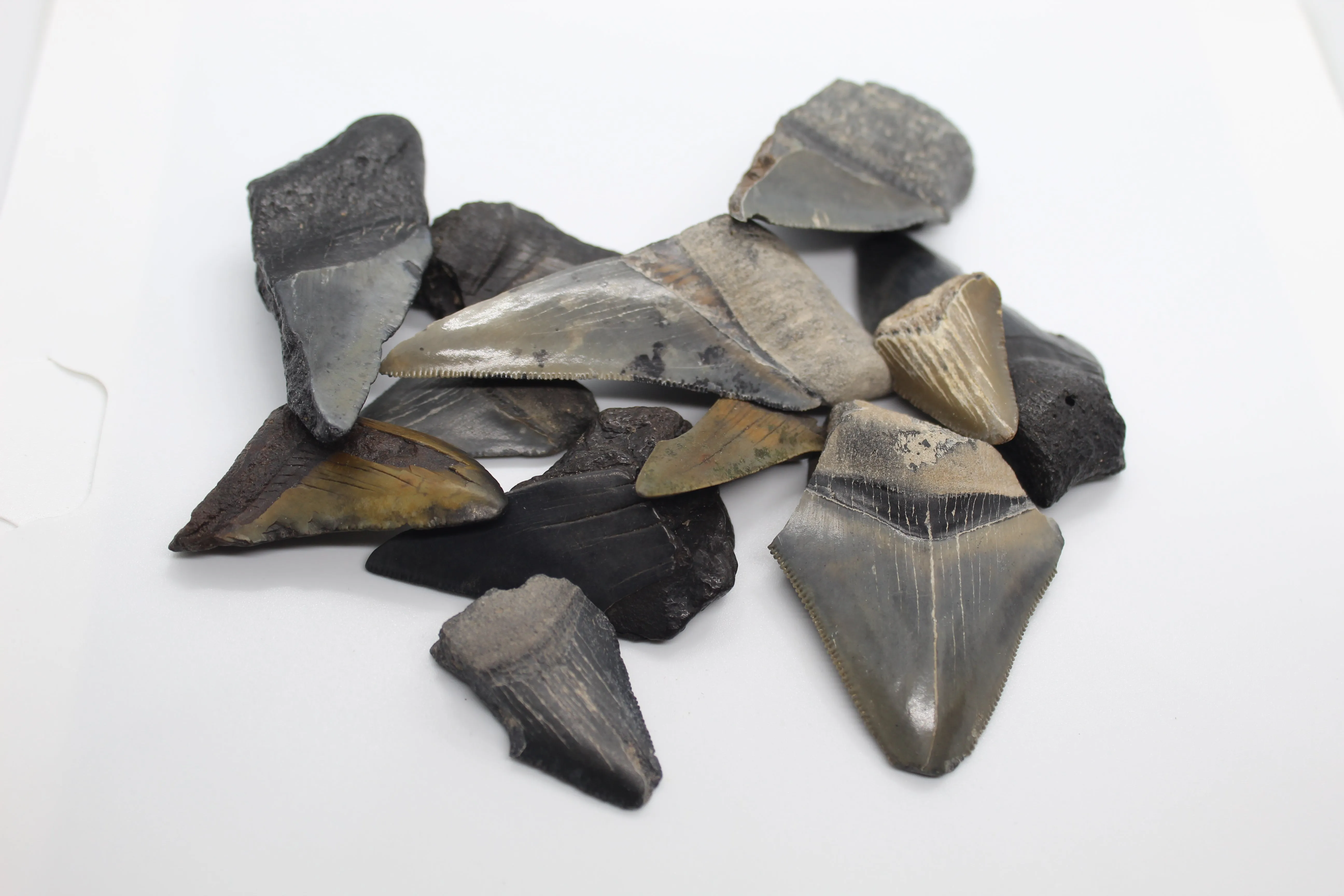 Broken Megalodon Shark Fossil