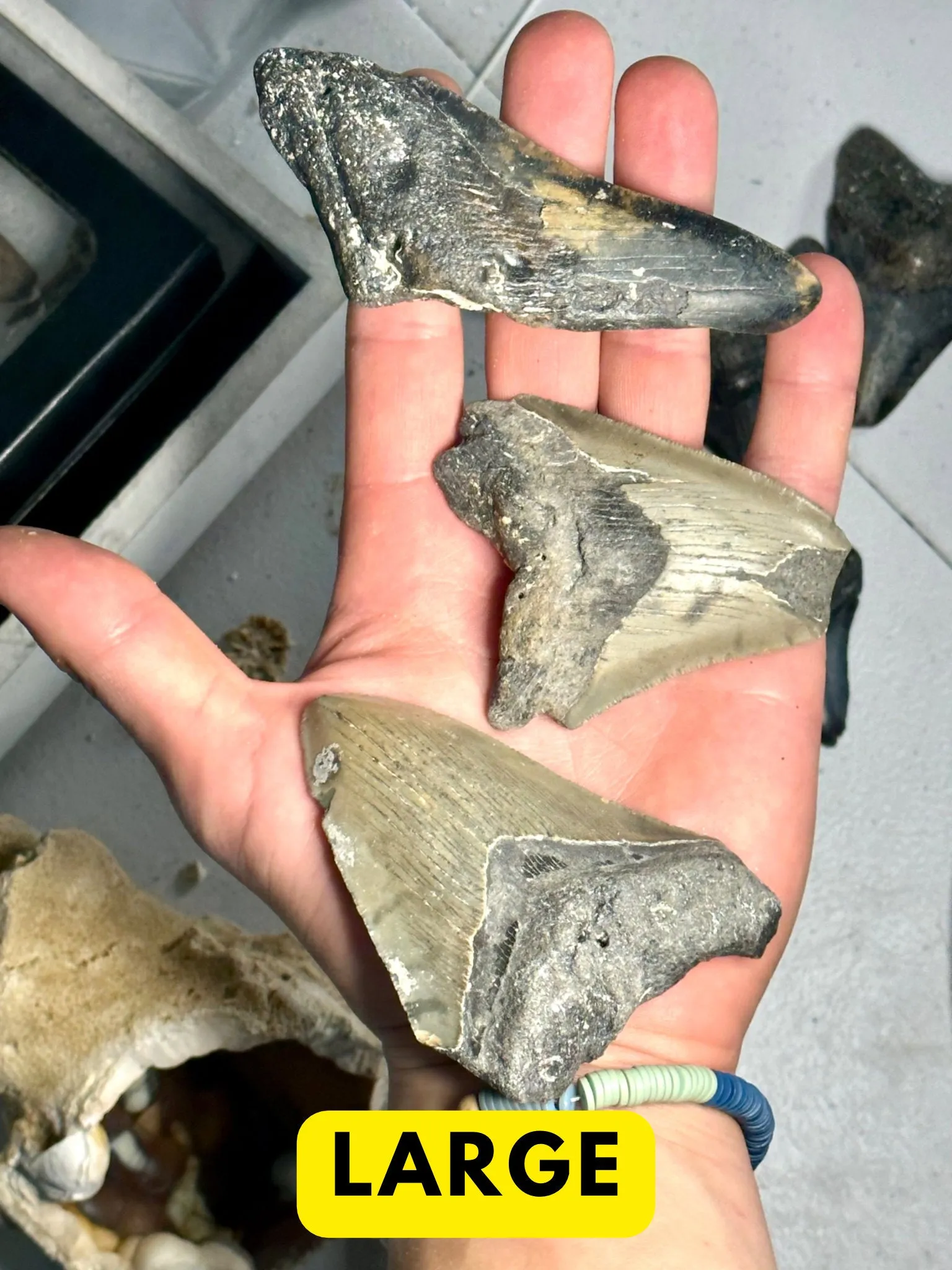 Broken Megalodon Shark Fossil