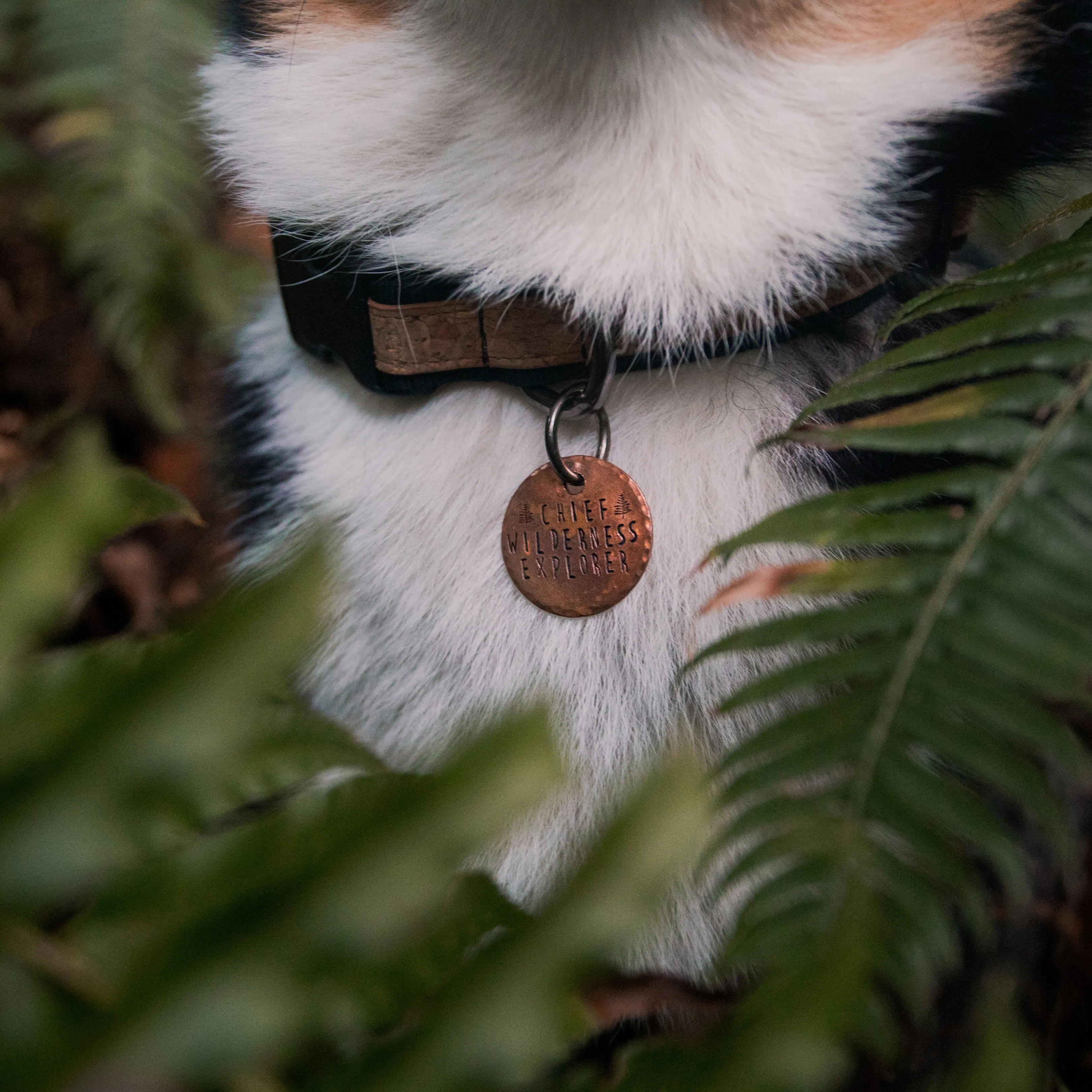 Chief Wilderness Explorer