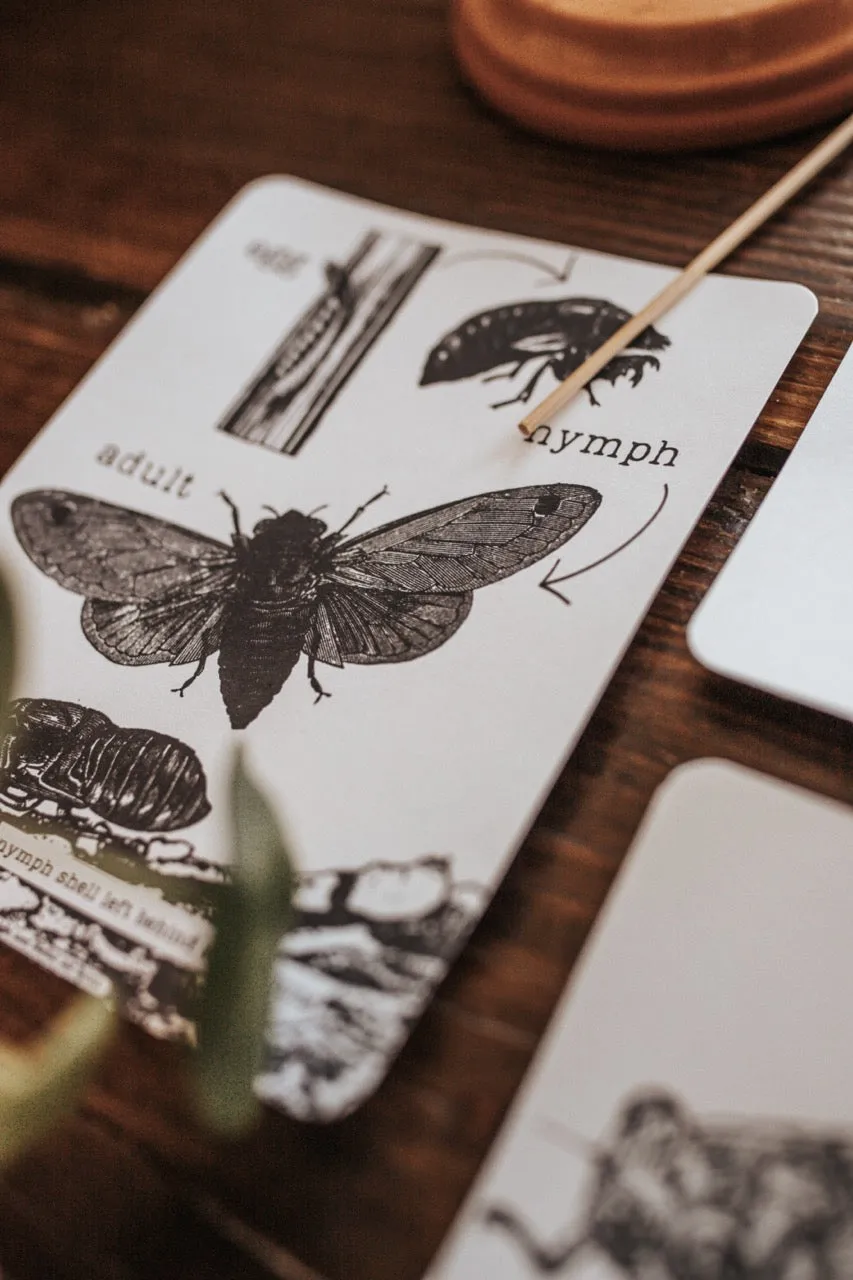 Cicada Study
