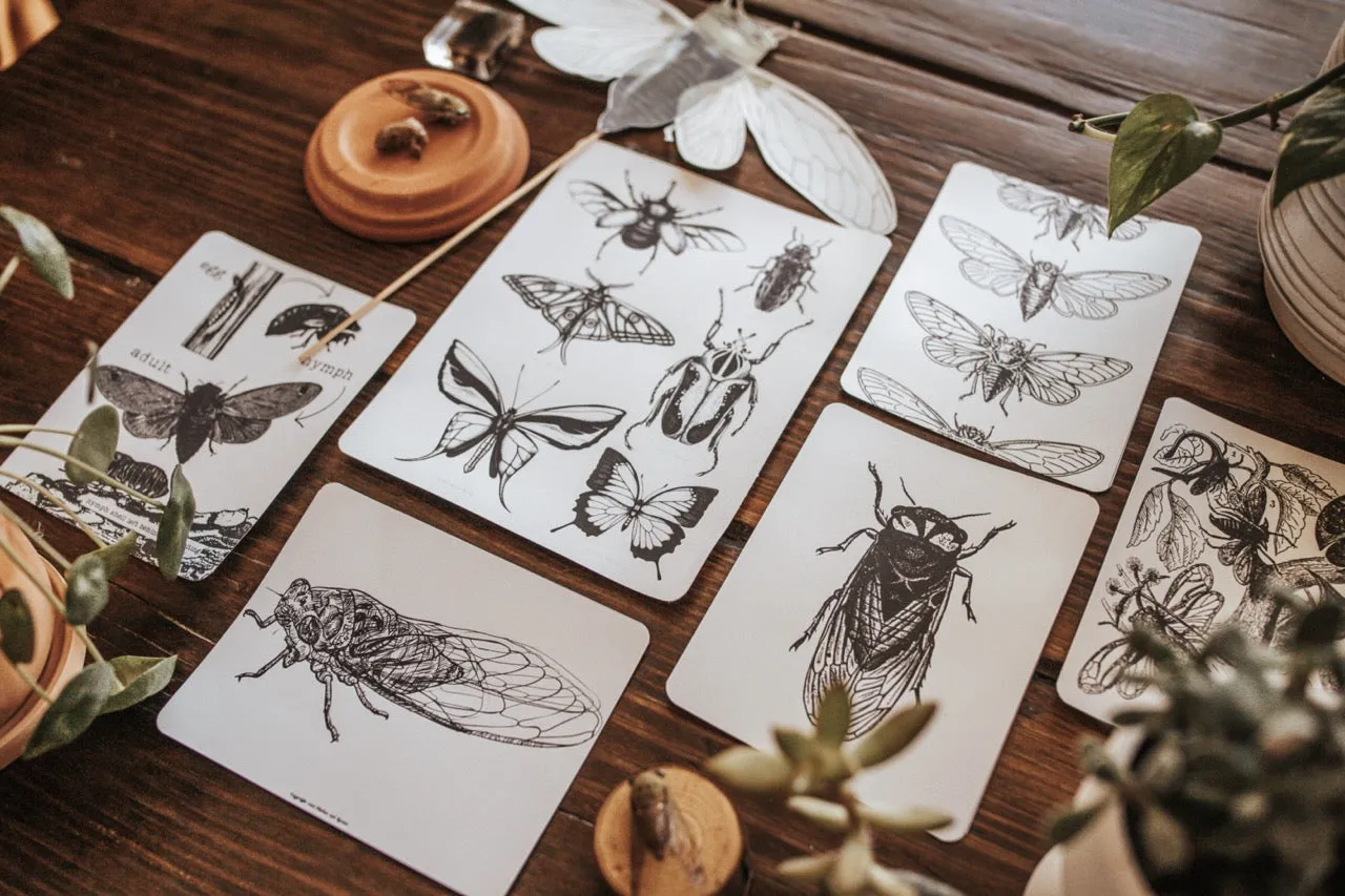 Cicada Study