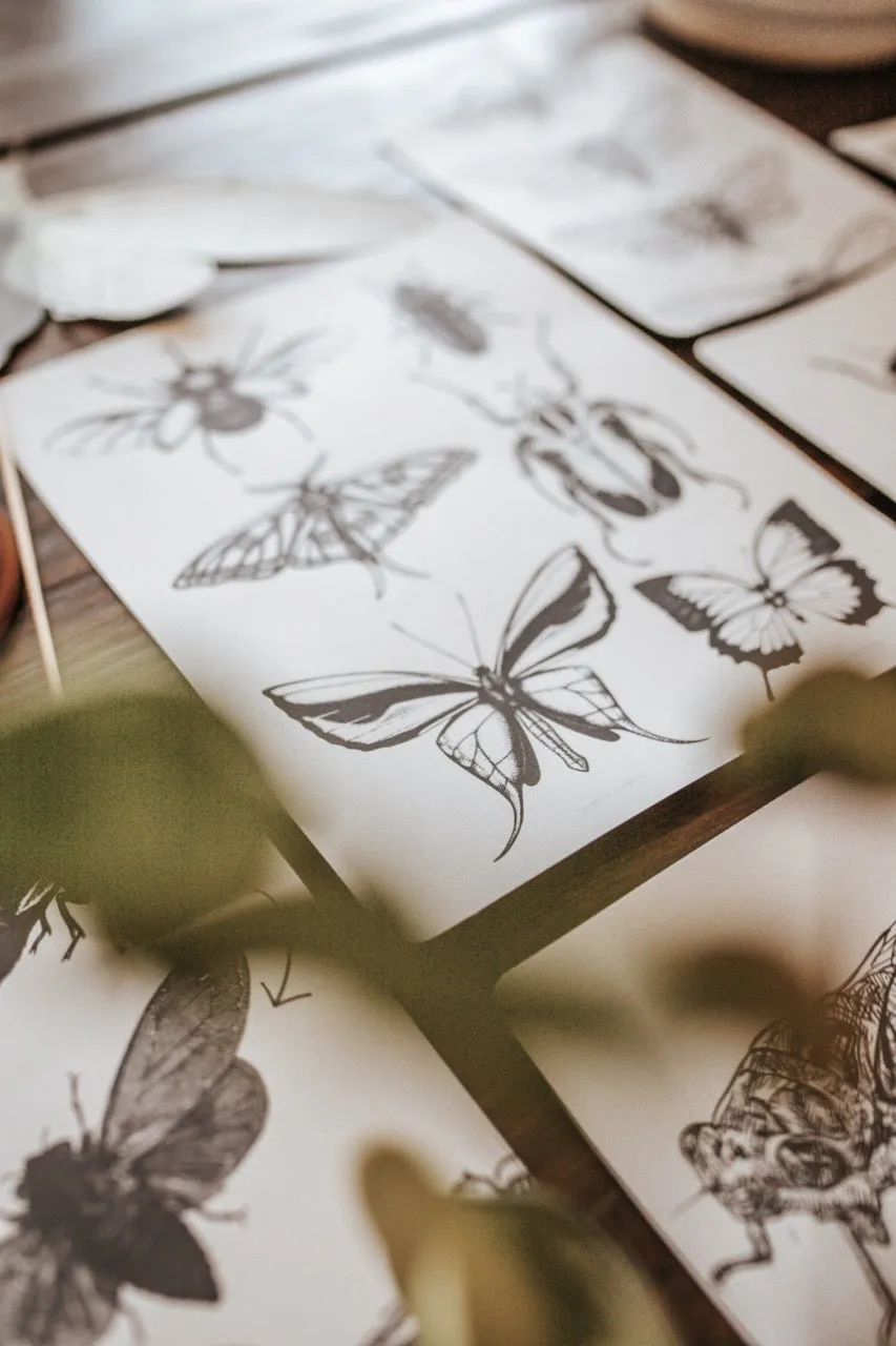 Cicada Study