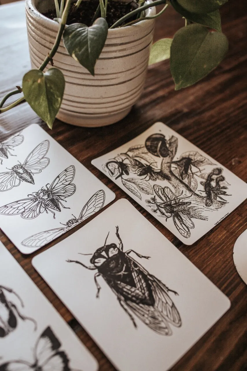 Cicada Study