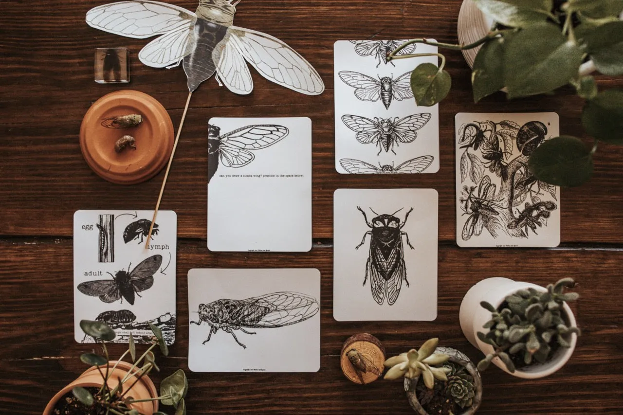 Cicada Study