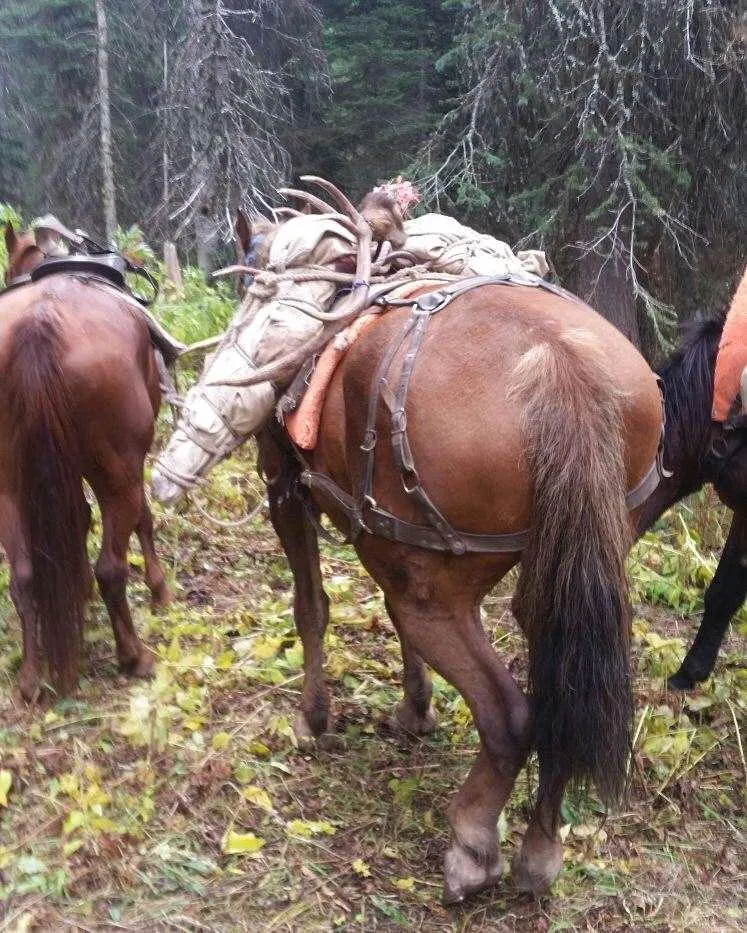 Legacy Outfitters - General Elk/Deer - Bartlett Camp