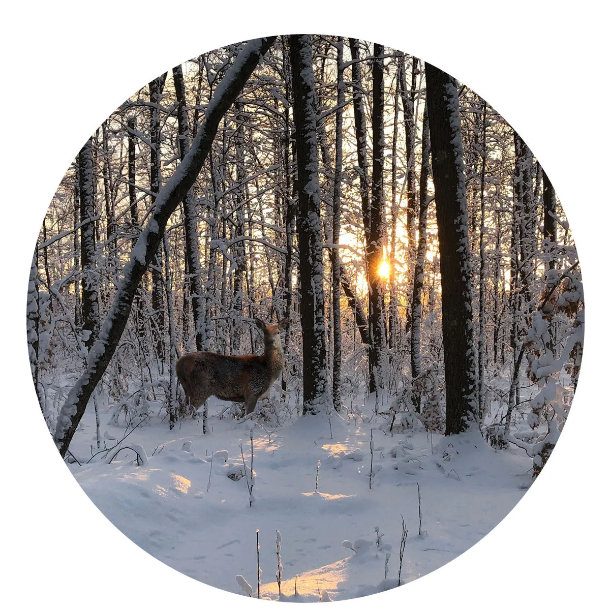 Northland Wood Coaster Set, 3.75x3.75, set of 4