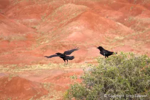 Raven Haven