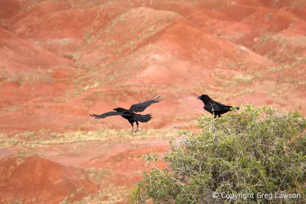 Raven Haven
