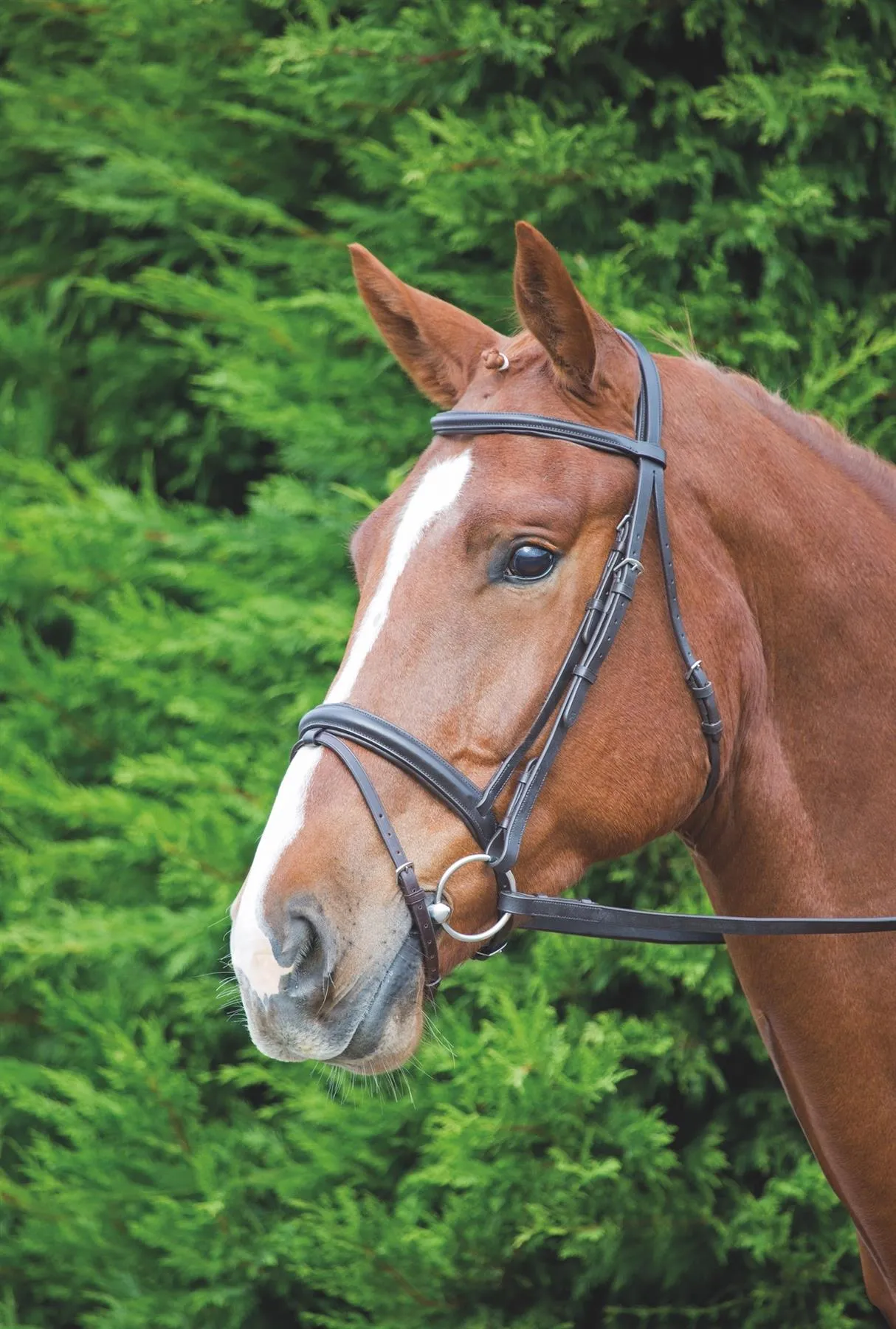 Shires Aviemore Comfort Fit Bridle