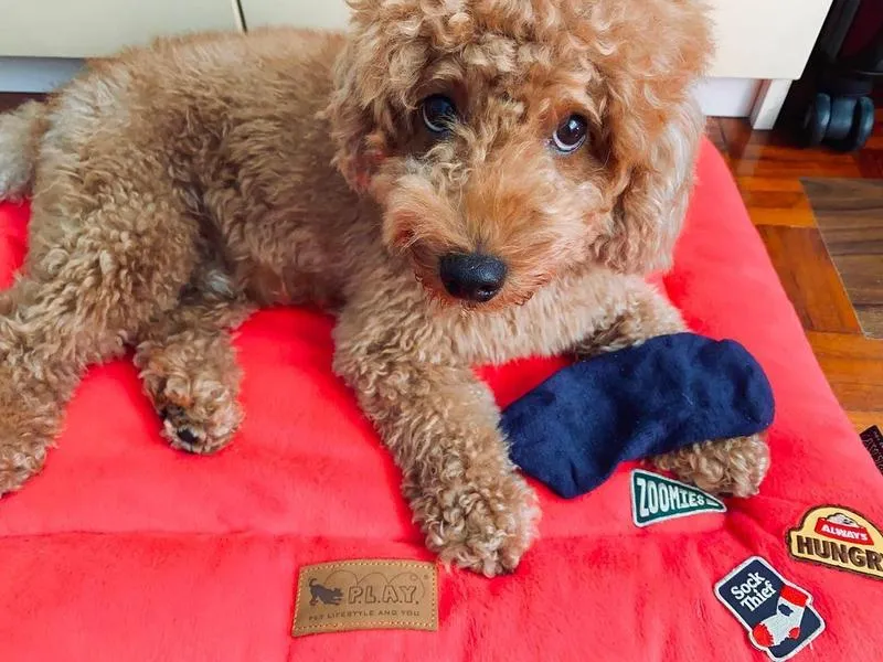 Sock Thief - Merit Badge