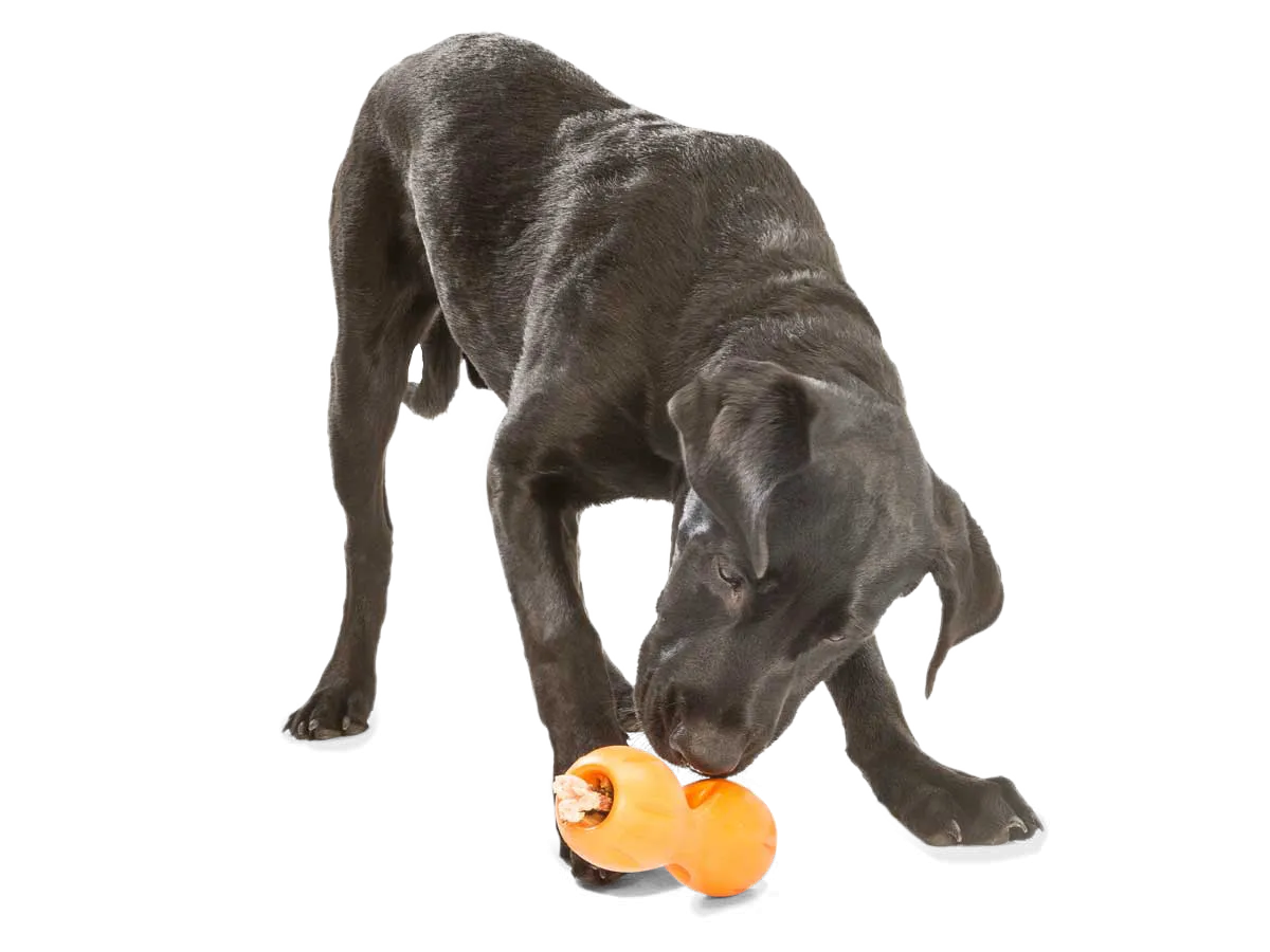 West Paw - Qwizl® Dog Puzzle Treat-Dispensing Enrichment Toy
