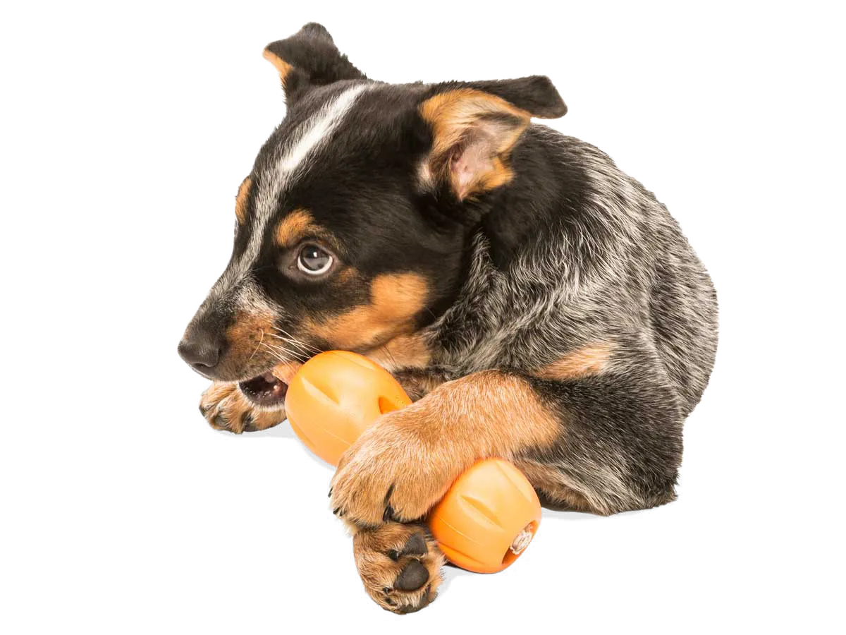 West Paw - Qwizl® Dog Puzzle Treat-Dispensing Enrichment Toy
