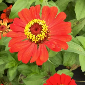 Zinnia Gift - semences bio